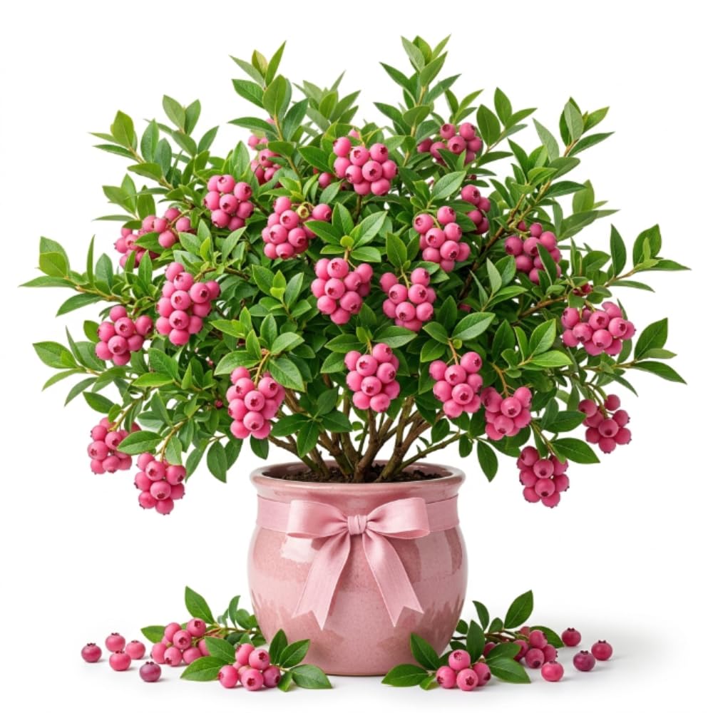 Pink Lemonade Blueberry Bush Live Plant, 1-2 Ft Tall, Hardy Blueberry Plant in 1 Gallon Pot, Well-Rooted Fruit Plant, No to CA
