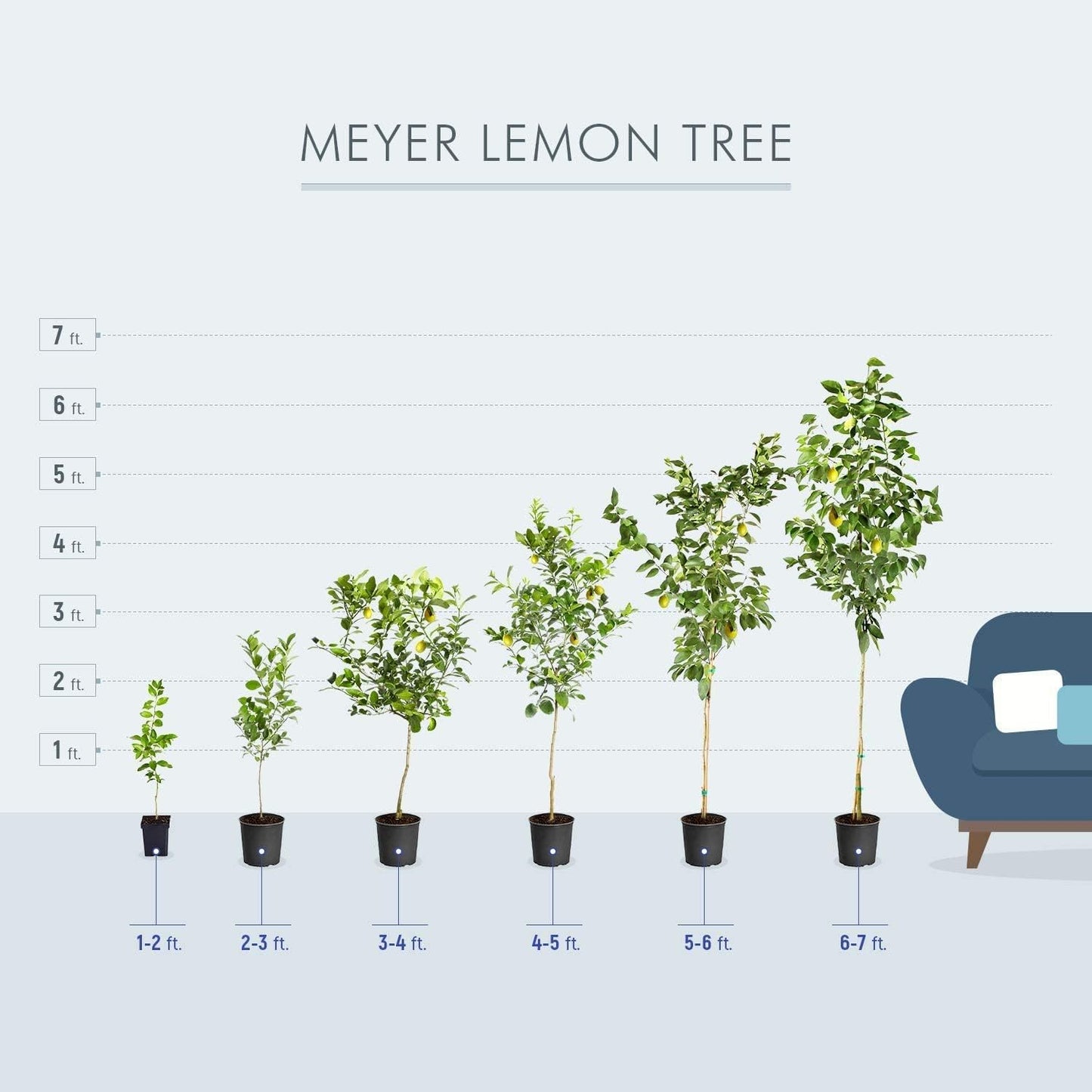 Brighter Blooms - Meyer Lemon Tree, 1-2 ft. - No Shipping to AK, AL, AZ, CA, FL, GA, HI, LA, MS, OR, TX