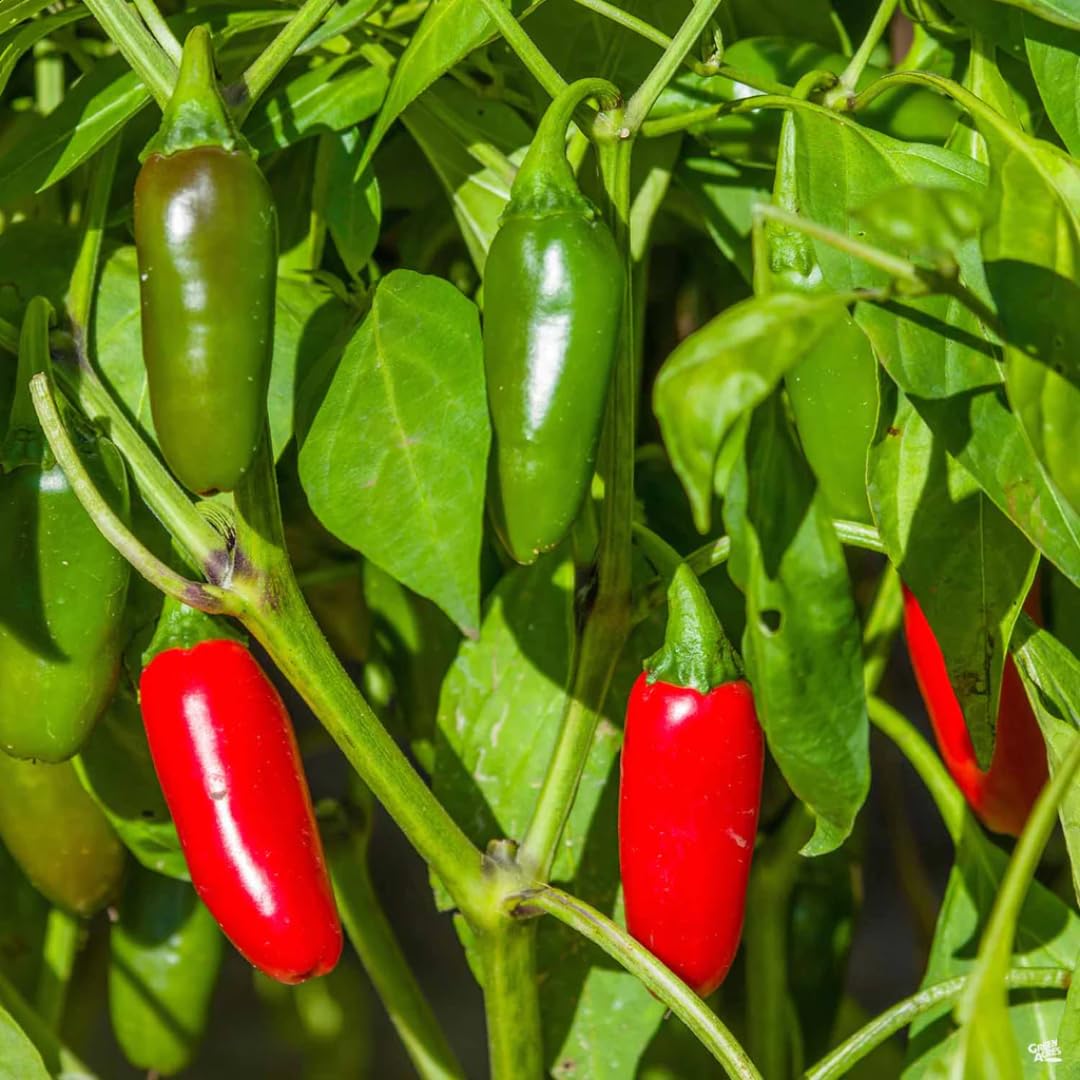 Live Jalapeno Pepper Plant in 4 Inch Pot, 4–7 Inch Tall Seedling, Green Chili Pepper Plant for Garden or Container Growing