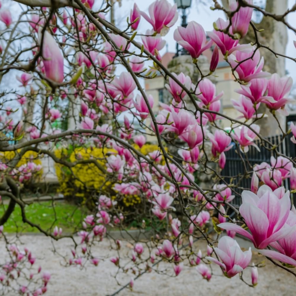 Jane Magnolia Tree Live Plant, 2-3' Tall in 3 Gallon Pot, Hardy Fragrant Flowering Magnolia Plants for Outdoor Gardening, No Ship to CA