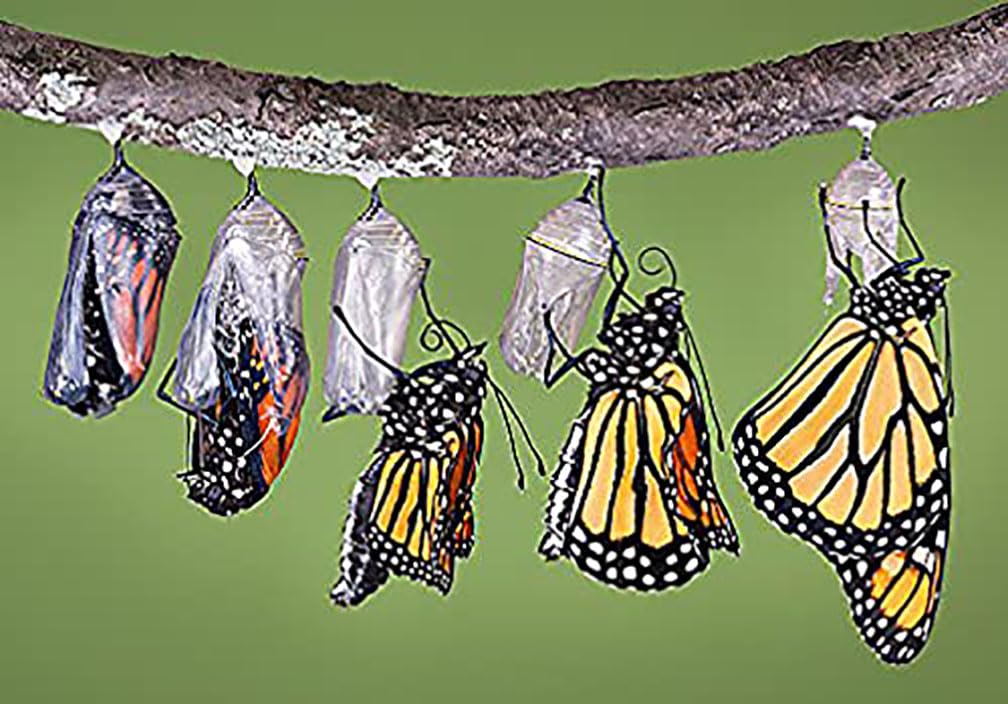 Pink Swamp Milkweed Seeds to Help Save The Monarch Butterflies - Incarnata Milkweed