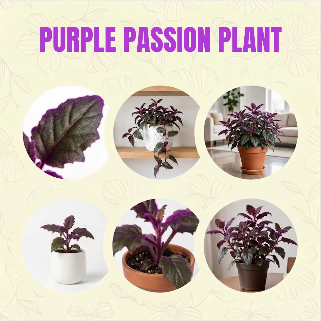 Purple Passion Live House Plant, 4-5 Inch Tall, Well-Rooted Bare Root Starter, Velvet Leaf Houseplant for Home and Office