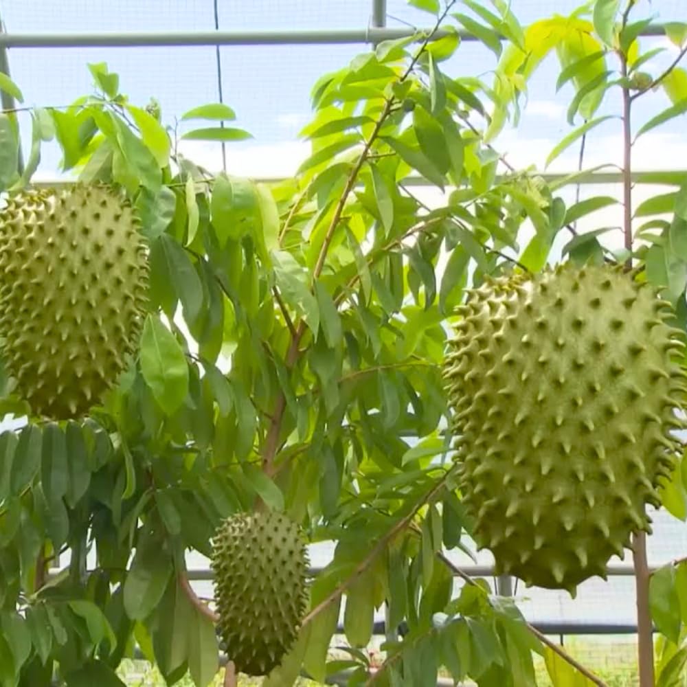 2 Years Old Soursop Tree Plant Live in 1 Gallon Pot, 2-3 Feet Soursop Trees Seedling Tropical Fruit, Sweet Annona Muricata Guanabana for Outdoor Planting, Can not Ship to California