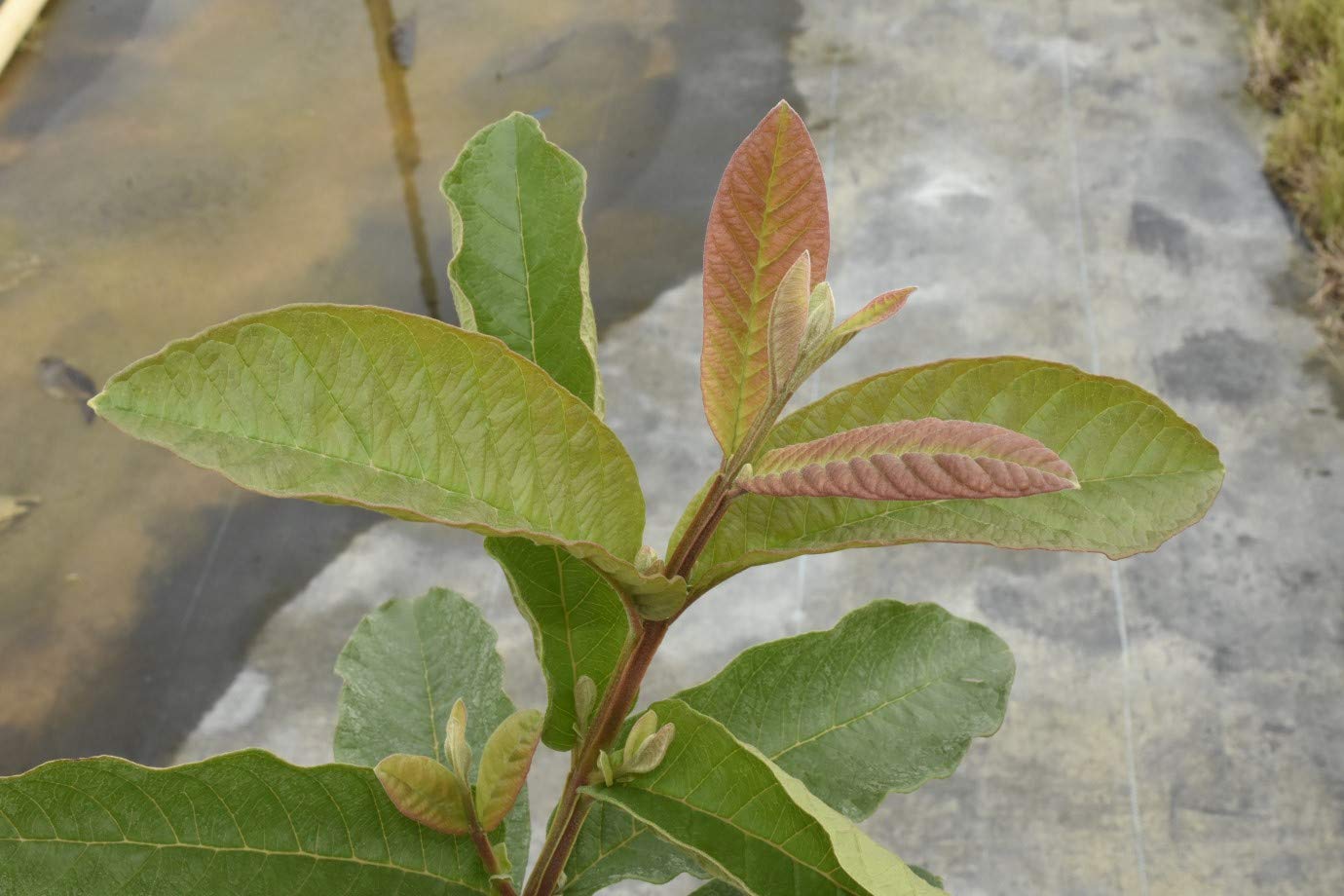 Ruby Supreme Guava Tree - Live Tree in a 3 Gallon Pot - Psidium Guajava 'Ruby Supreme' - Edible Fruit Bearing Tree for Gardens and Patios