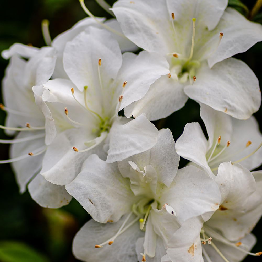 Autumn Moonlight Encore Azalea – Reblooming White Azalea Shrub with Light Pink Tint, Evergreen Flowering Plant for Borders, Containers & Landscapes (5 Gallon/Potted/Single Plant)
