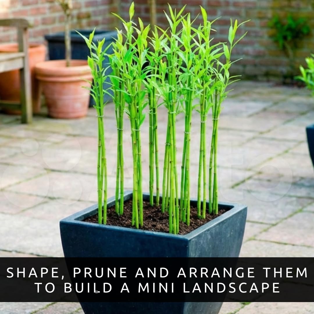 Beta Bucks John Bamboo Willow Bonsai Forest – 7 Willow Bonsai Cuttings for DIY Mini Tree Garden, Fast Rooting Live Plant Starts for Indoor Outdoor Planters, Zen Decor, Beginner Friendly Growing Kit