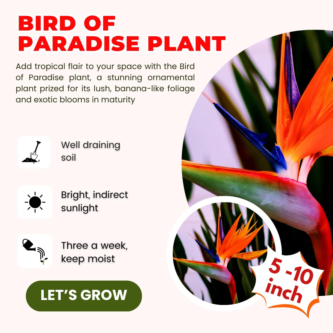 Bird of Paradise Live Plant to Grow, 5 to 9 Inches Tall, Strelitzia Reginae Bird of Paradise, Tropical Outdoor Plant (Orange Bird of Paradise)