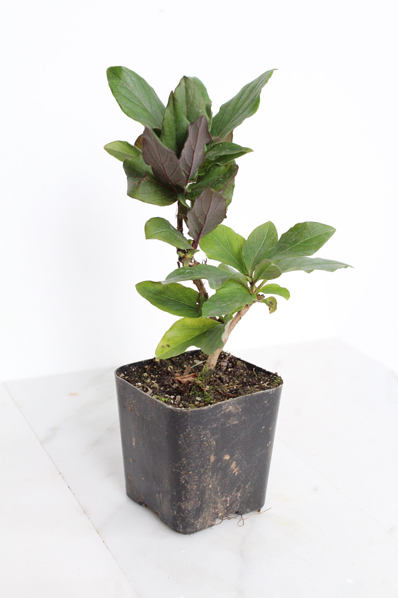 MyShelfie Purple Honeysuckle Vine Plant Fragrant Purple Flower (Lonicera Japonica Purpurea), Live Starter Plant with Purple Leaves, 2-Inch Pot