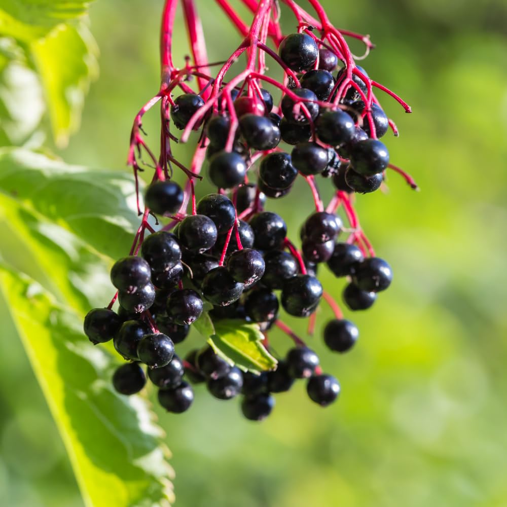 Elderberry Plants Live for Planting, Elderberry Bushes Live Plant in One Gallon Pot, Cold Hardy and Perennial Shrub for Outdoor Garden, 2-3 Feet Tall