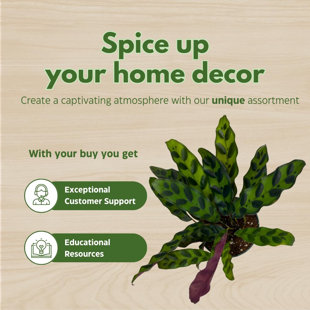 Calathea Lancifolia, Rattlesnake, Prayer Plant, Rattle Snake, 4 inch Pot
