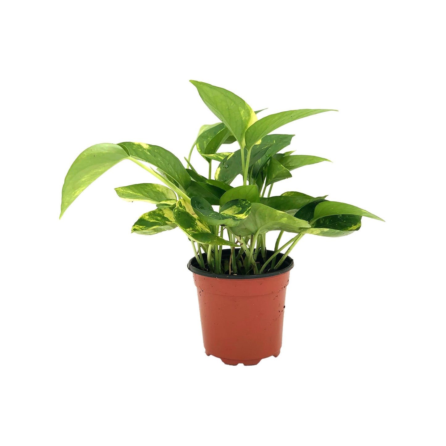 Live Pothos Plant - Epipremnum aureus Golden Pothos Plant - ragnaroc Tropical Plant 5-8” Tall - 1ct Live Arrival Guaranteed - Low Maintenance House Plants for Home Decor & Gift