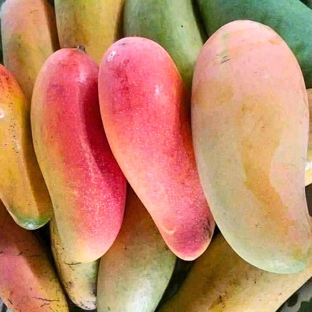 Live Maha Chanok Mango Tree Plant, Grafted Mango Tree, Sweet Fruit Live Plant, 2-3 Feet Tall in 3 Gallon Pot for Planting, No Ship to CA