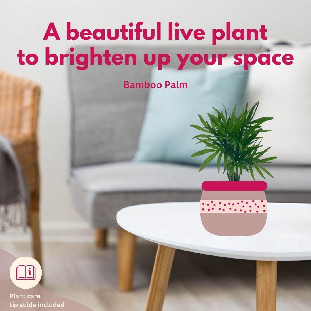 BubbleBlooms Bamboo Palm in 4 inch Pot, Chamaedorea Parlor Palm, Clustered Reed Cane Palm