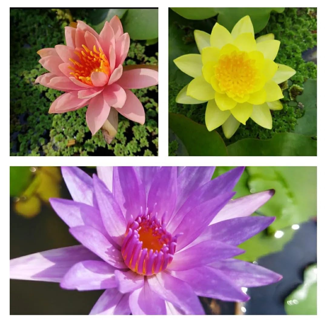 Water Lily Rhizomes Bundle - 3 Pre-Grown Hardy Lilies TUBERS in Pink, Yellow, Orange from AquaLeaf Aquatics