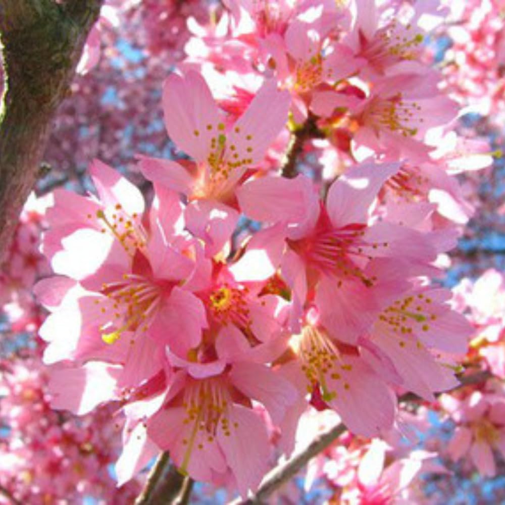 Cherry Blossom Tree Live Plant, 8-12" Tall, Ornamental Cherry Blossom Flowers for Outdoor Planting, No Ship to CA, in Pot (Dark Pink Cherry)