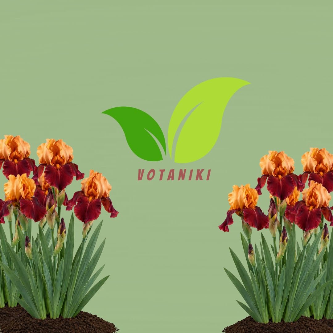 Votaniki Iris Howard Weed Tall Bearded Iris Rhizome Apricot Yellow Red Flowers Spring Bloom Garden Borders Full Sun Outdoor Planting Perennial (Pack of 3)