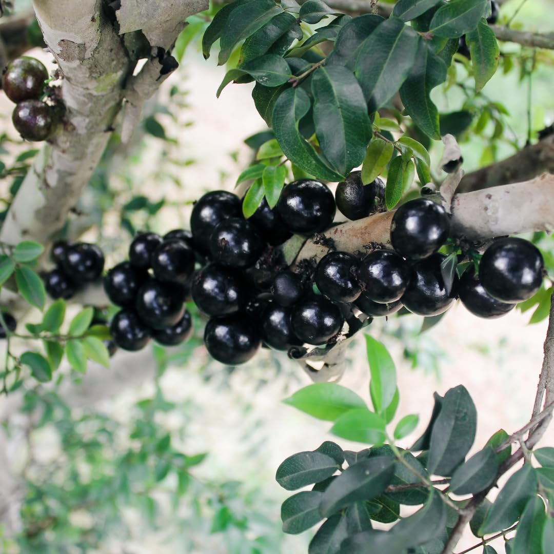 Live Jaboticaba Tree Plant, Black Jaboticaba Fruit Tree, Sweet Fruit Tree,1 Feet Tall for Outdoor Garden