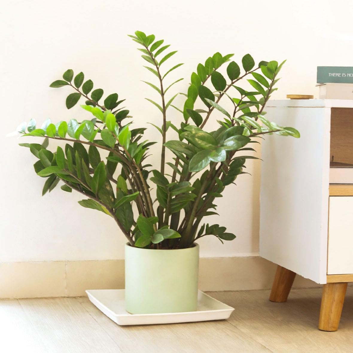 ZZ Plant (4 inch) - Lucky Houseplants - 4/6 inch Unique Live Decorative Houseplants - Easy to Care Indoor Plants, Perfect for Office, Home & Feng Shui Decor