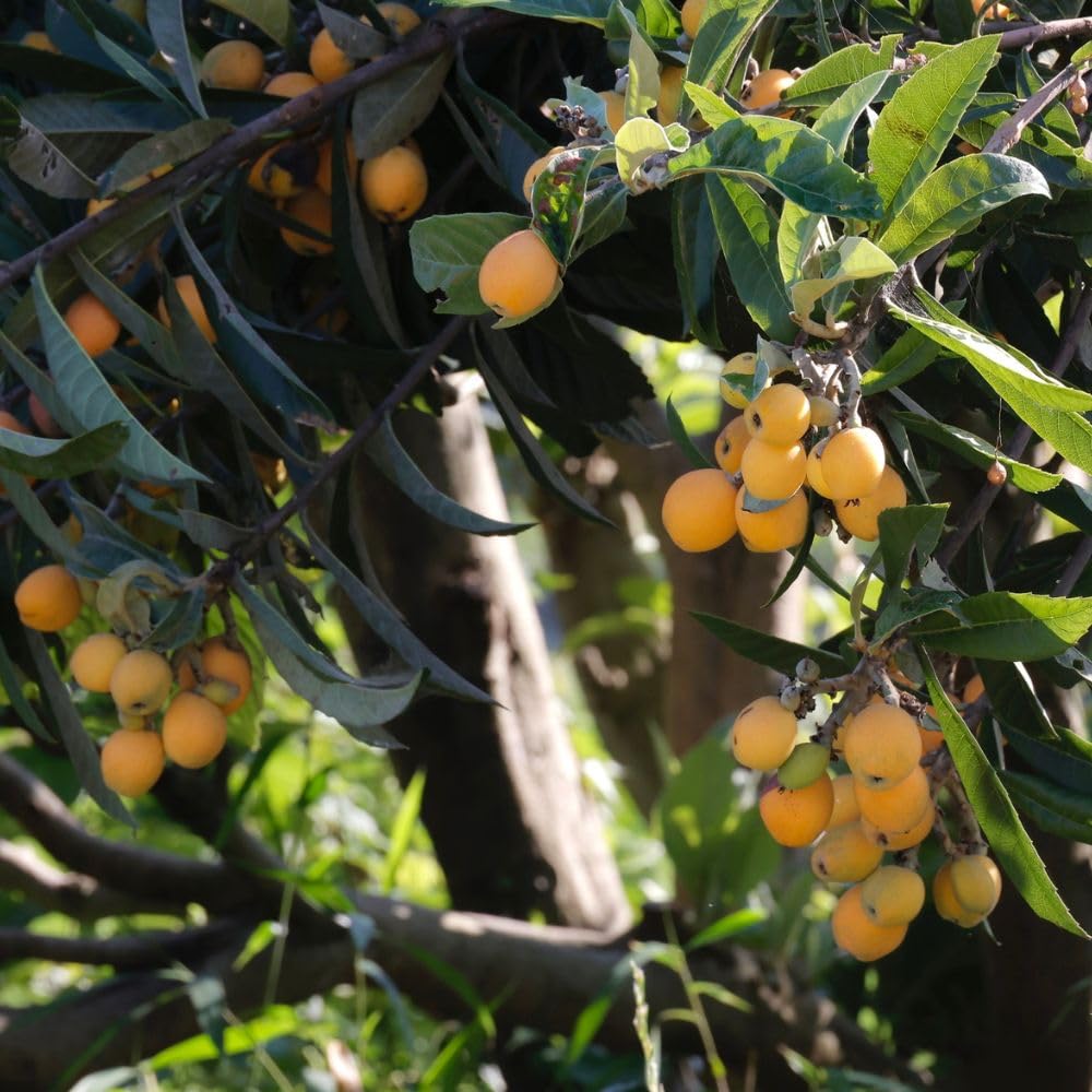 Seedling Loquat Tree Live Plant 3 Gallon, Loquat Fruit Tree 2 to 3ft Tall, Sweet Fruit Tree Growing Plant, No Ship to CA