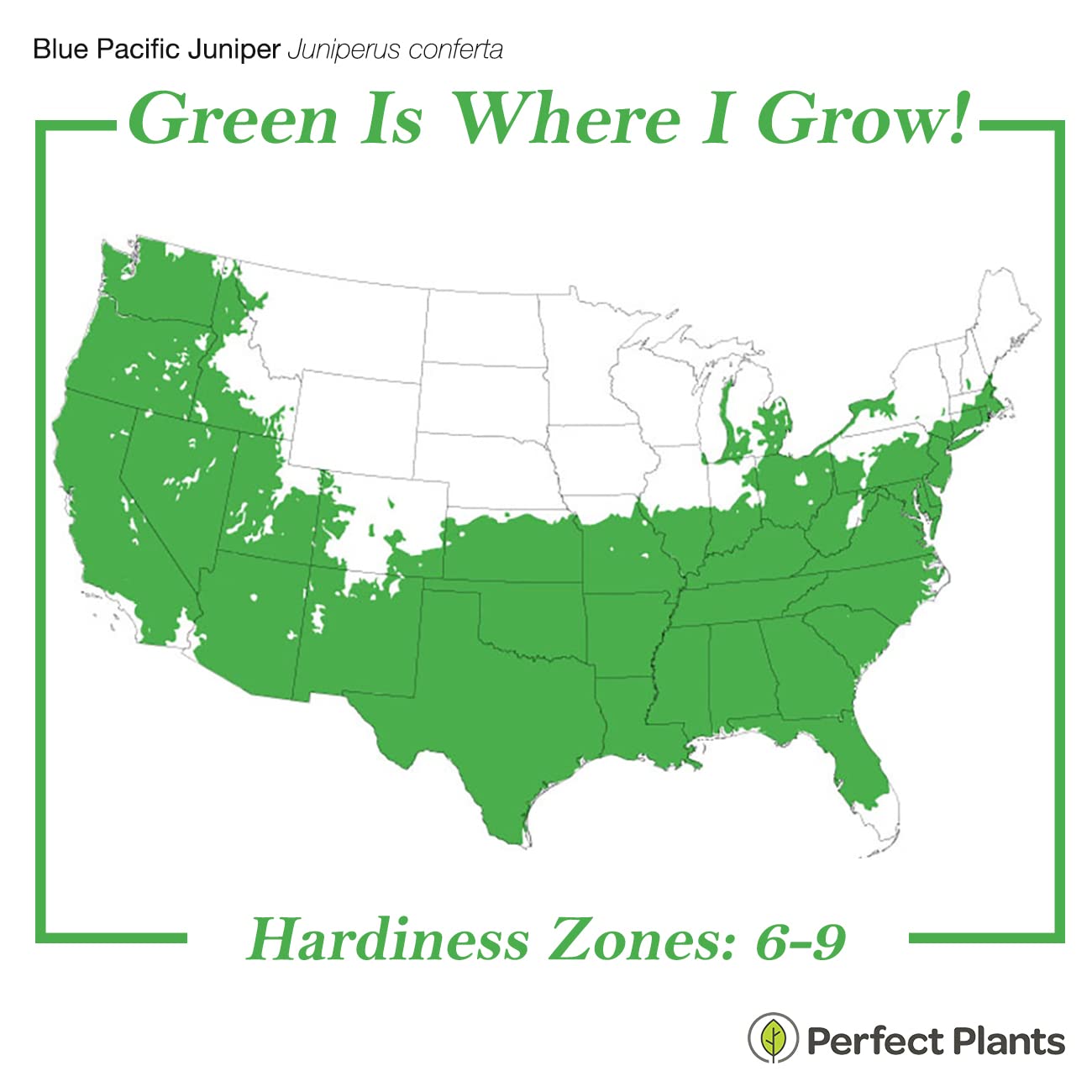 Perfect Plants Blue Pacific Juniper Shrub 1 Gallon | Real Live Outdoor Plant | Exotic Groundcover Perennial | Evergreen Foliage All Year Long