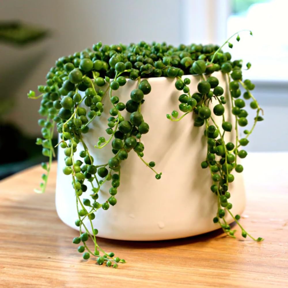 String of Pearls Plant Live in 2" Pot, Succulent Vine, Trailing Indoor Houseplant for Hanging Baskets (Green String of Pearls)