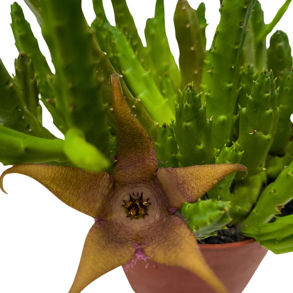 BubbleBlooms Stapelia Schinzii, 4 inch Rare Huernia, Stapeliad Orbea Unique Flowering Asclepiads
