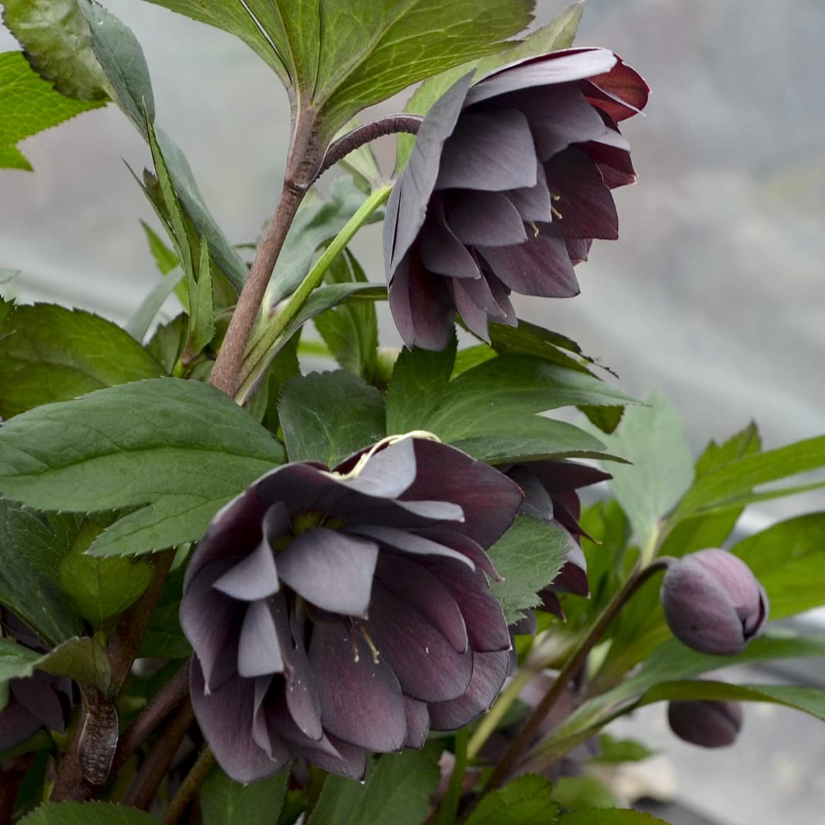 Live Large Dashing Groomsmen Hellebore Lenten Rose. Stunning Purple Perennial