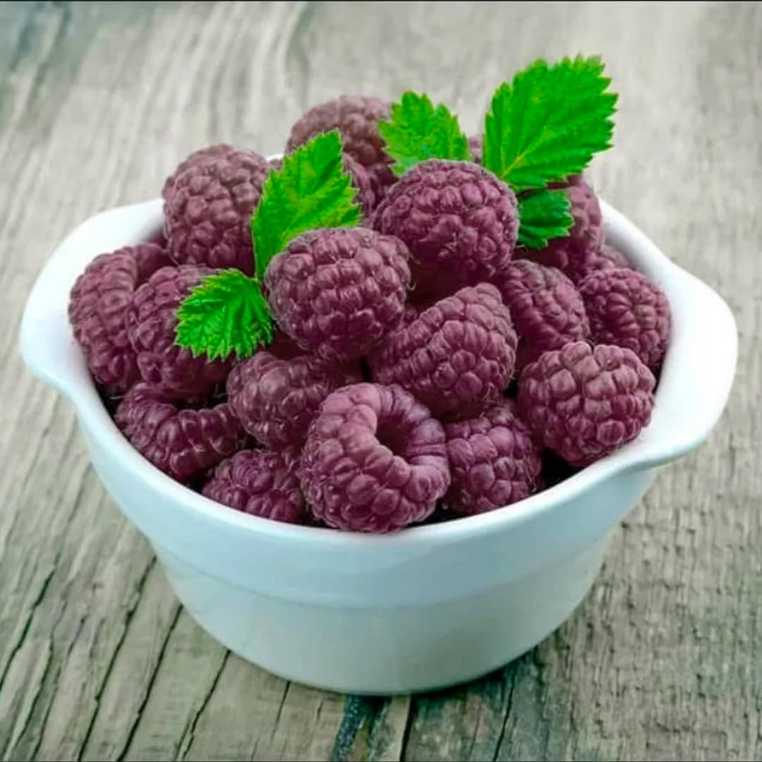 Set of 2 Raspberry Plants Live, Sweet Raspberry Bushes, 5-8 Inches Tall, Well-Rooted, Ready for Growing (Glencoe Raspberry)