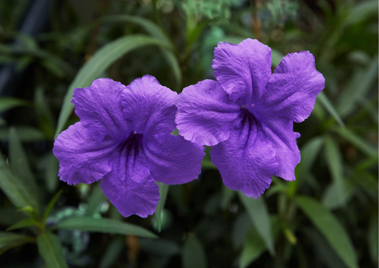 6 Mexican Petunia Plant Live, Ruellia Brittoniana Perennial 5 to 7 Inches Tall Ship Bareroots