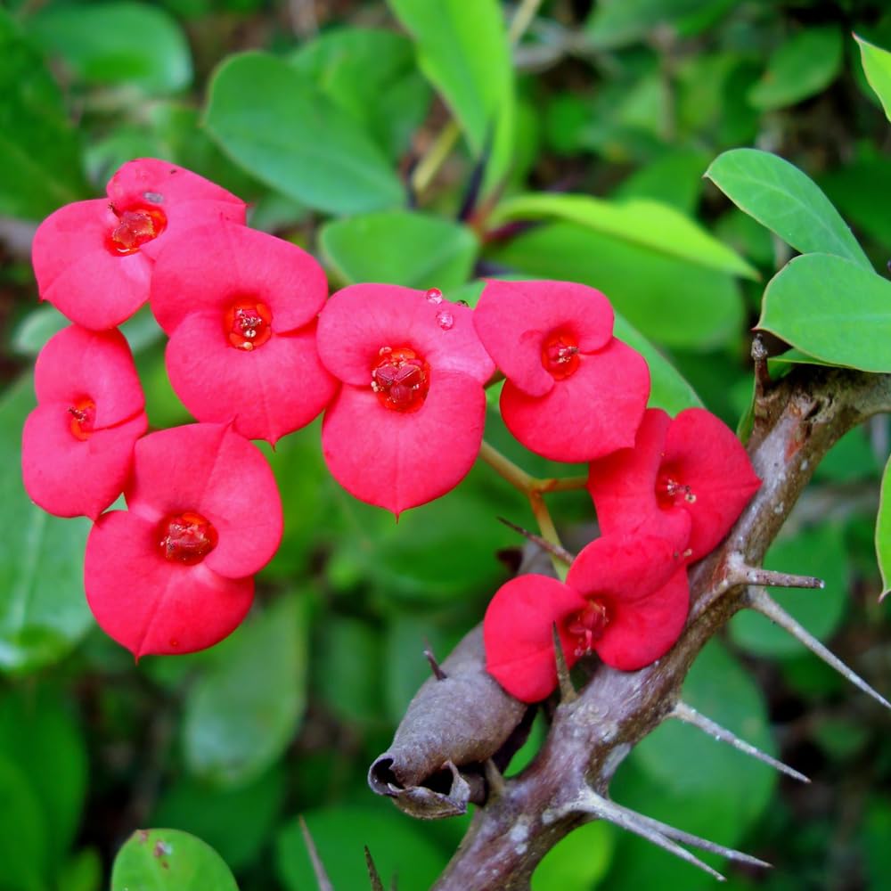 Red Crown of Thorns Plant Live, Euphorbia Milii Plant Live Potted 4 Inc, Cactus Plants Live Houseplants