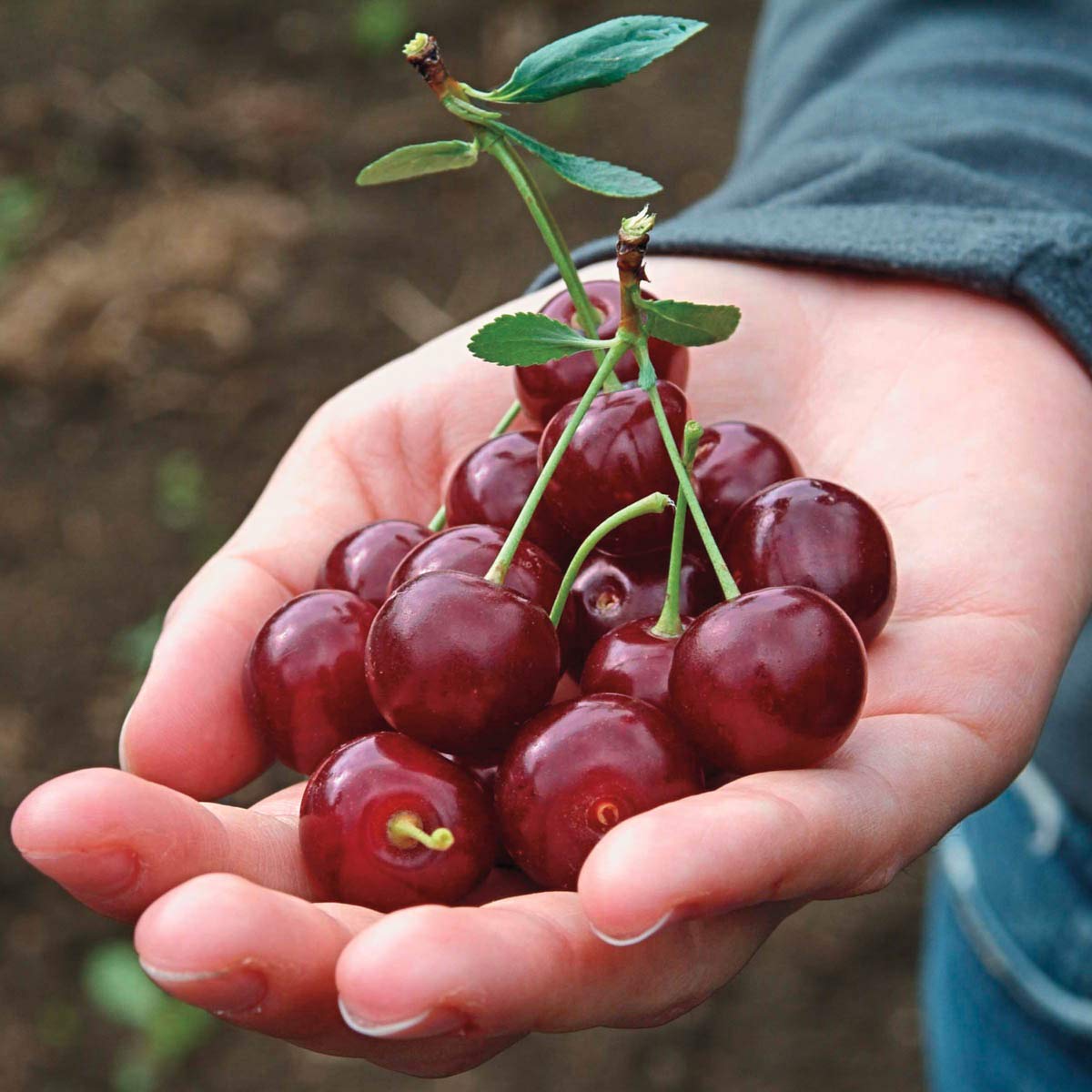 GURNEY'S - Romeo Dwarf Cherry Tree –Produce Large, Sweet and Juicy Fruit - Ships as a Jumbo Bareroot - Due to State restrictions Can't Ship to CA, CO, MT, OR or WA