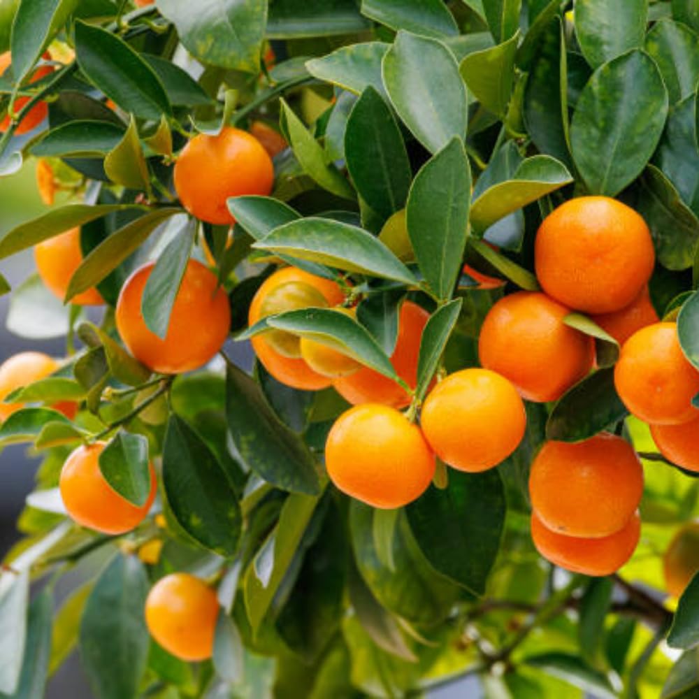 Calamansi Tree Live Plant in 5 Gallon Pot, Large Calamondin Kalamansi Citrus Fruit Tree