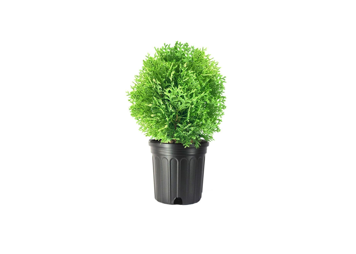 Little Giant Arborvitae | 1 Live Gallon Size Plant | Dwarf Evergreen Shrub, Perfect for Landscaping & Privacy, Low Maintenance, Hardy & Drought Tolerant