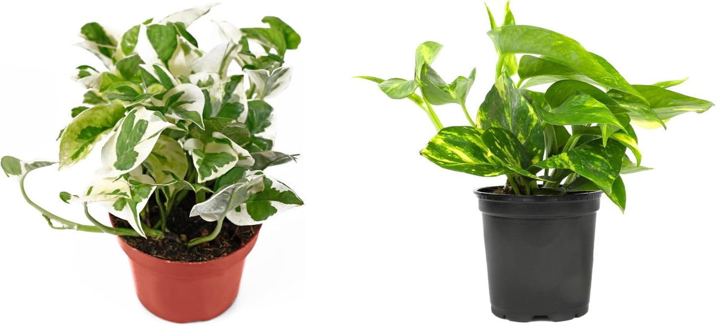 Live Tropical Pothos Golden and Pearls & Jade Plant, (2 Pack) in 3-inch Pot, NO Shipping to CA