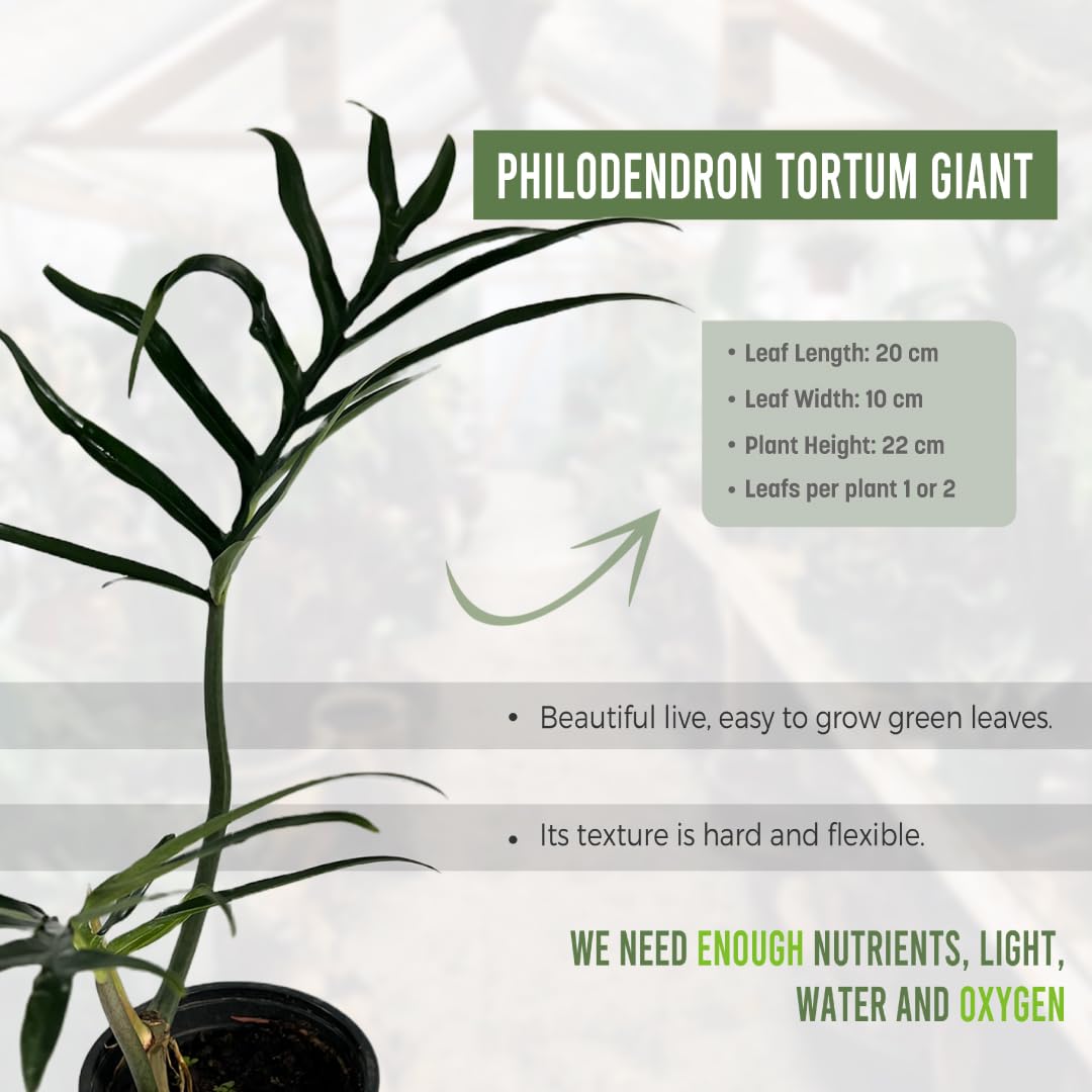 LEAL PLANTS ECUADOR Philodendron Tortum Giant | Natural Décor Plant | Philodendron Tortum Mature Indoor Green House Plant