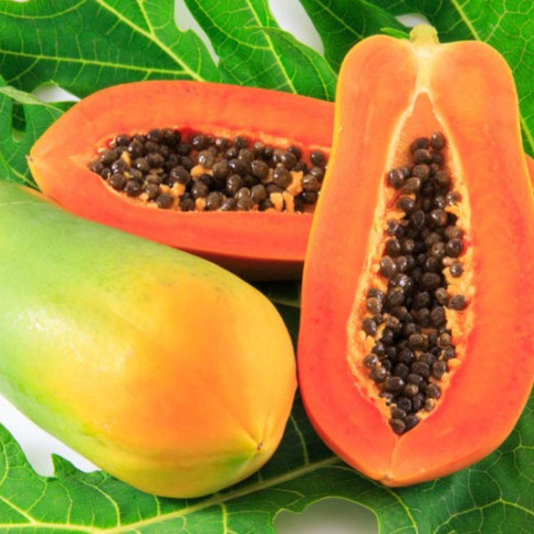 Papaya Tree Live Plant, 8 to 9 Inch Tall, Papaya Plants Live, Papaya Live Plant, Live Papaya Tree, Grow from Heirloom Seeds