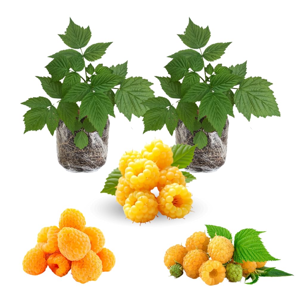 2 Raspberry Plants Live for Planting, Golden Raspberry Everbearing, Very Large and Sweet Raspberries, Well-Rooted Zones 4-8 (Fall Gold Yellow)