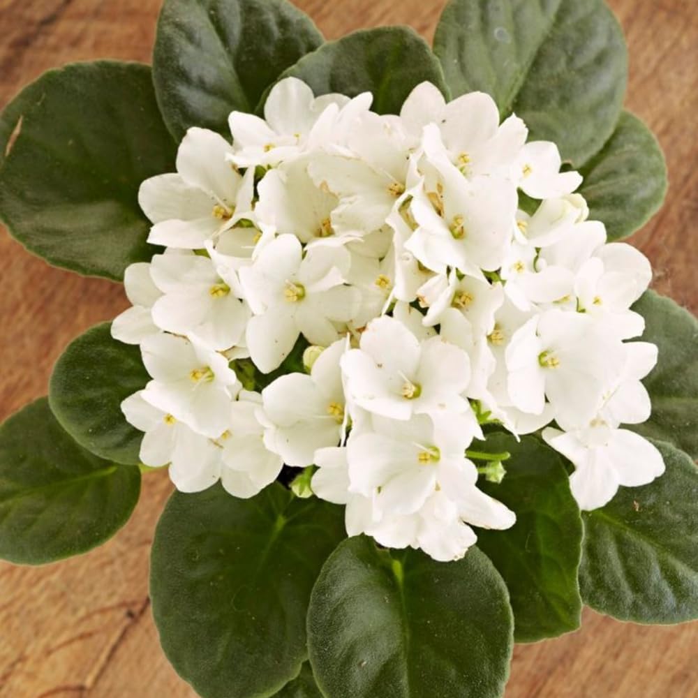 White African Violets Live Plants House Plants in 4" Pot, Vibrant Blooms for Indoor Décor, Home or Office, Easy to Grow