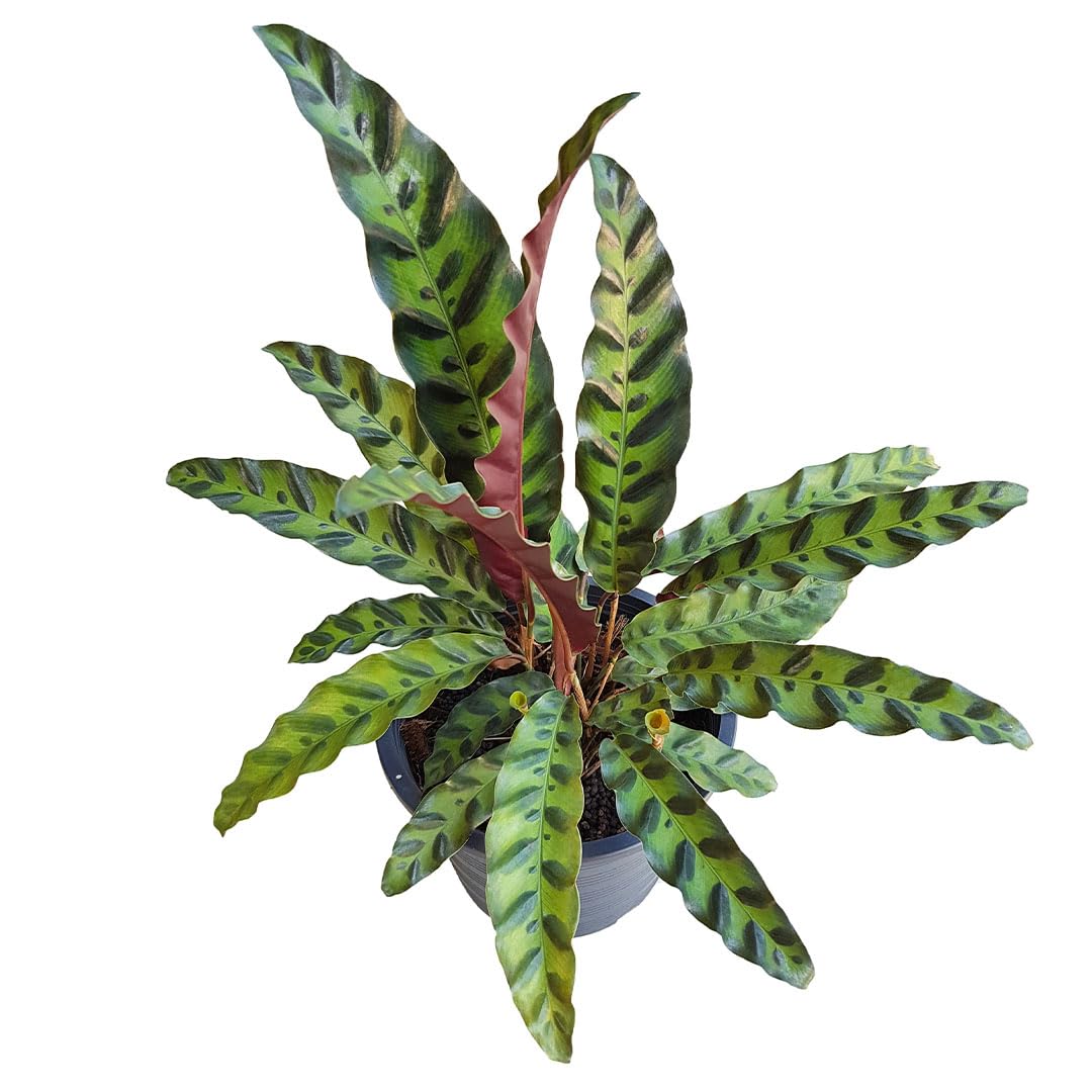 American Plant Exchange Live Calathea Rattlesnake – 4-Inch Pot – Pet-Friendly Tropical Houseplant with Wavy Green Leaves and Purple Undersides, Easy Care Plant for Low Light Homes & Offices