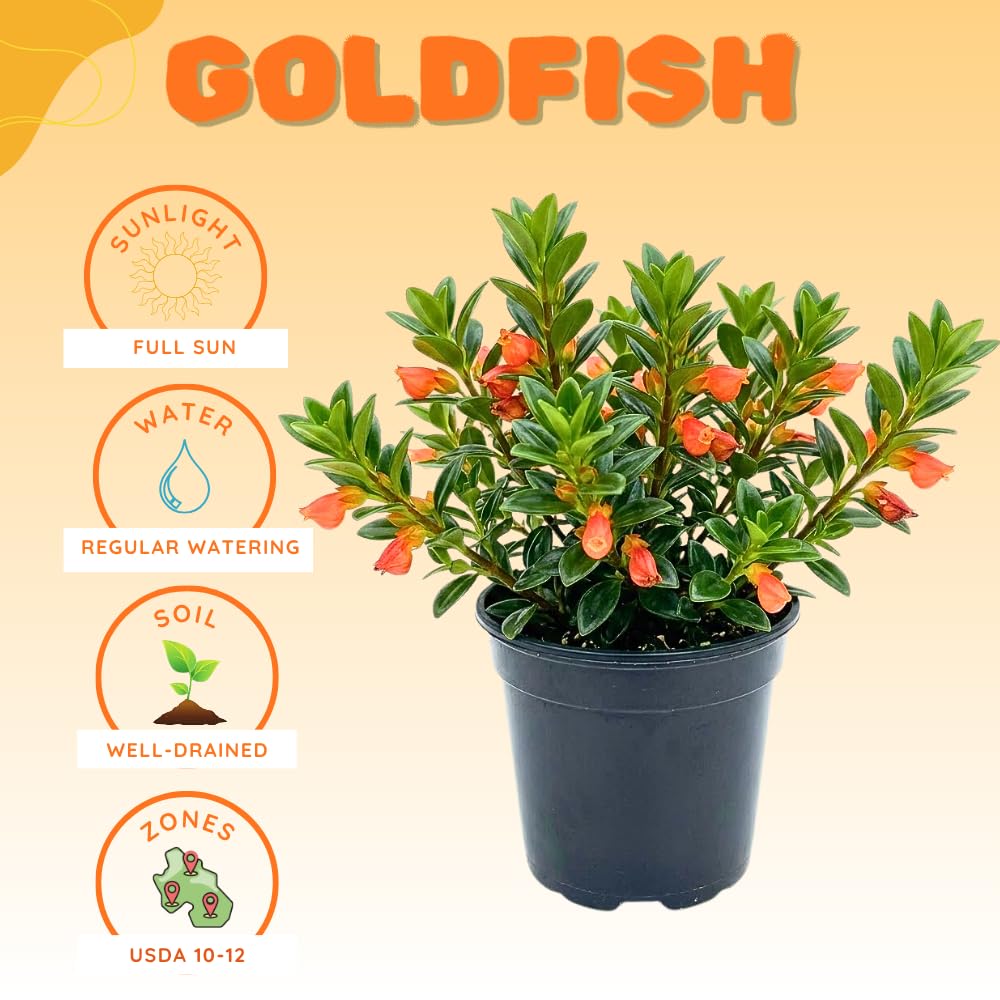 Goldfish Plants Live Houseplants, 4-7 Inches Tall in 4 Inch Pot, Trailing Goldfish Plant Live, Bright Orange Flowers Indoor Plant for Home Decor