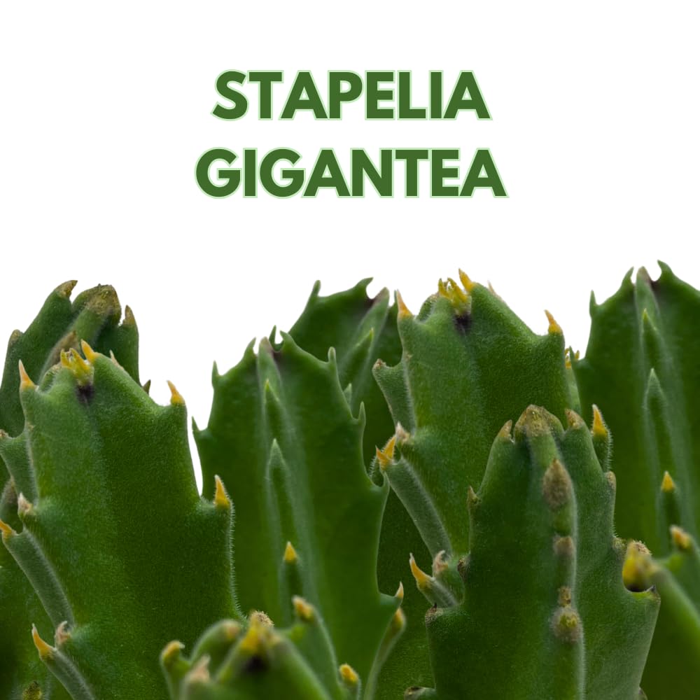 BubbleBlooms Stapelia gigantea, Giant Starfish Flower, Rare Huernia, Zulu Carrion Giant Plant, 4 inch Pot