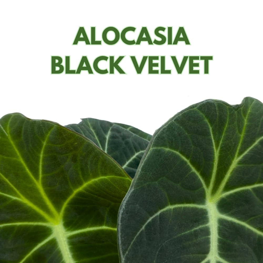 BubbleBlooms Alocasia Black Velvet, Jewel Alocasia in a 4 inch Pot