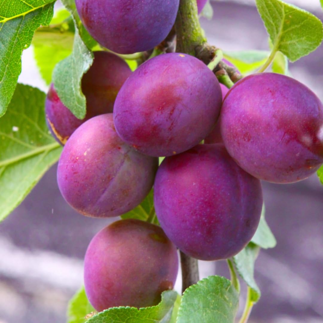 Methley Plum Tree Live Plant in 3 Gallon Pot, 2–3 Feet Tall Plum Fruit Tree for Outdoor Garden or Backyard Growing, No CA