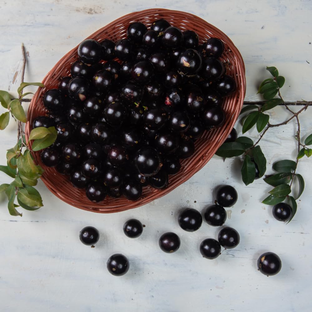 Sabara Jaboticaba Tree Live Plant, Jabuticaba Fruit Tree, Sweet and Edible Fruit for Outdoor Gardening, Starter Tree in Pot (One Gallon)