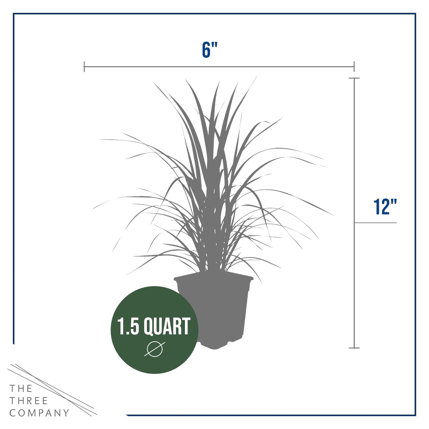 Live Ornamental Pampas Grass (Cortaderia selloana) - Assorted Pink and White (2 Pack) - Perennial Accent Plant - 10" Tall by 5" Wide in 1.5 Qt Pot