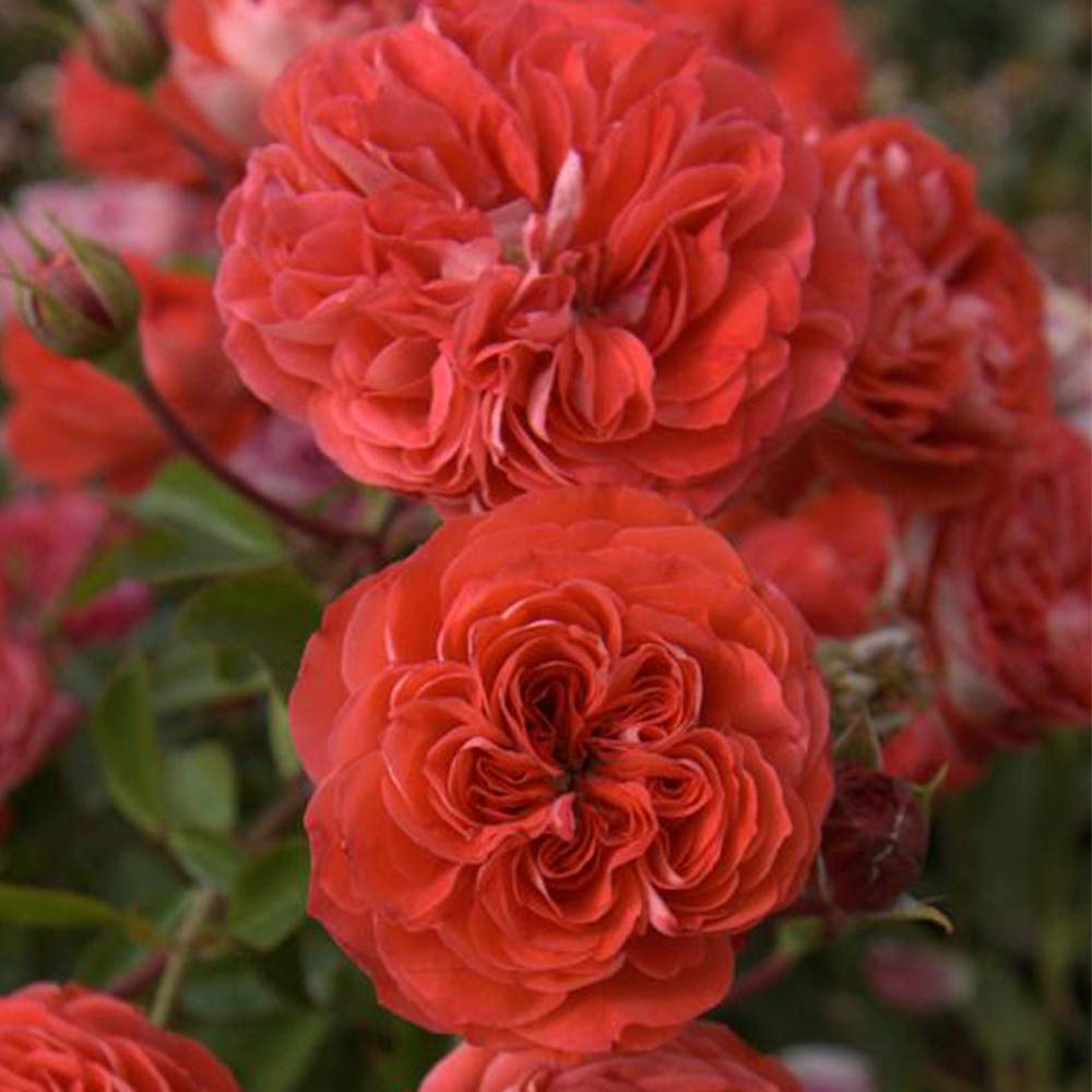 Heirloom Floribunda Roses, Live Own Root Plant for Outdoor Garden, Veranda® Brilliant™, No Fragrance, Hardiness Zones: 5-9, Repeat Blooming
