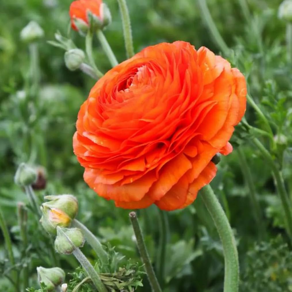 10pcs Orange Ranunculus Bulbs Fall Planting for Spring Blooms Easily Grown Flower Bulbs