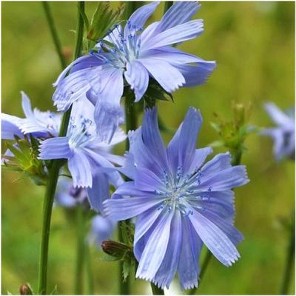Antler Chicory Wildflower Seeds (Cichorium Intybus), 1 Pound
