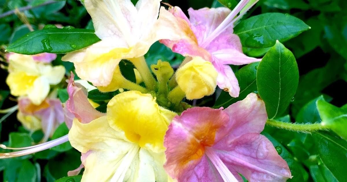 Live Plant - Garden Rainbowpink & Yellowazalea Rhododendronrooted Plantmay Be Dormant!