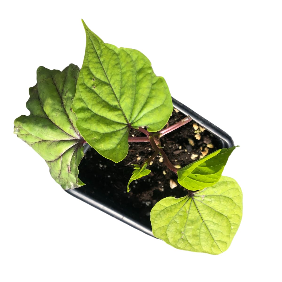 Smoke Camp Crafts Live Organic Moon Flower Plant (Ipomoea alba) in 2.5 inch Pot | Moonflower, Moonvine, Tropical White Morning Glory